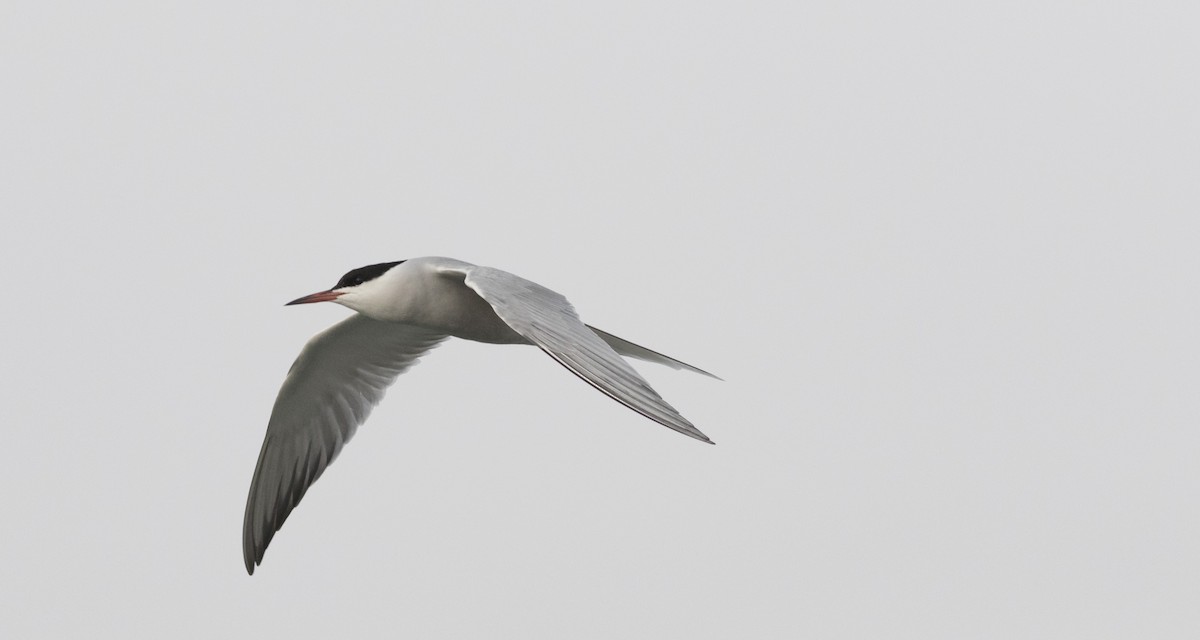 Common Tern - Caleb Putnam