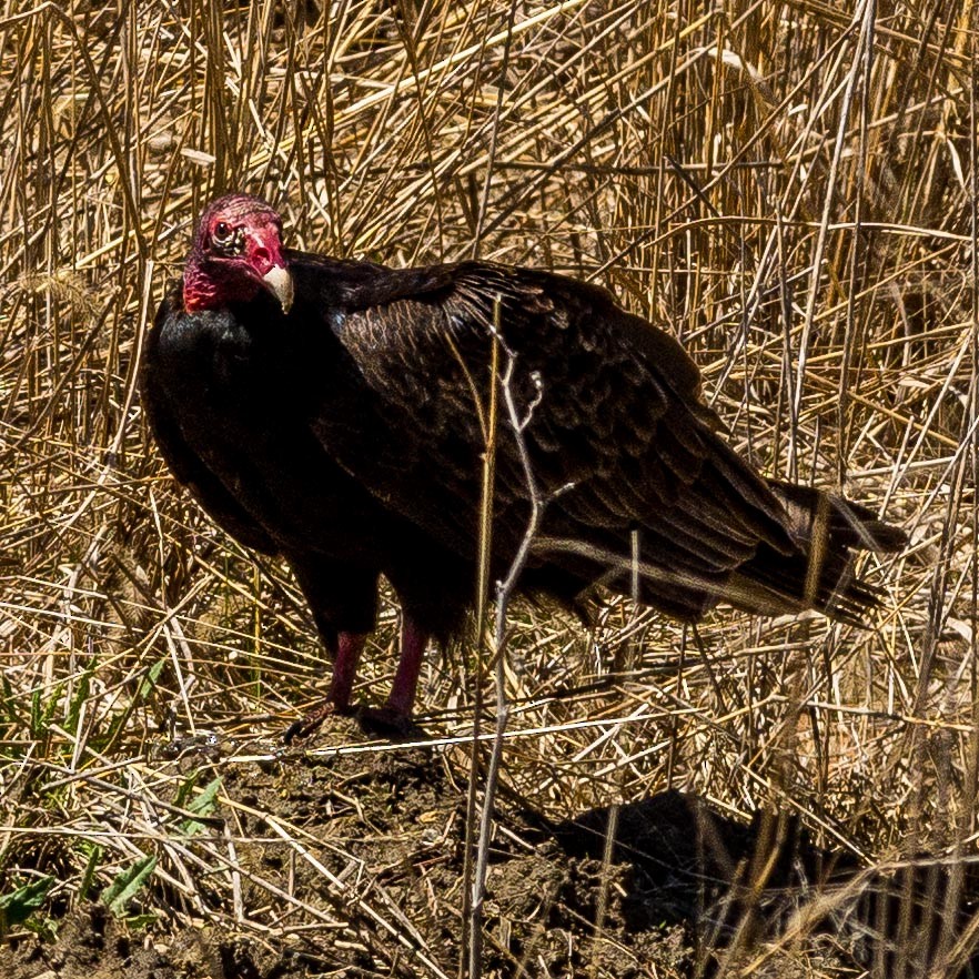 Turkey Vulture - Eric Juterbock