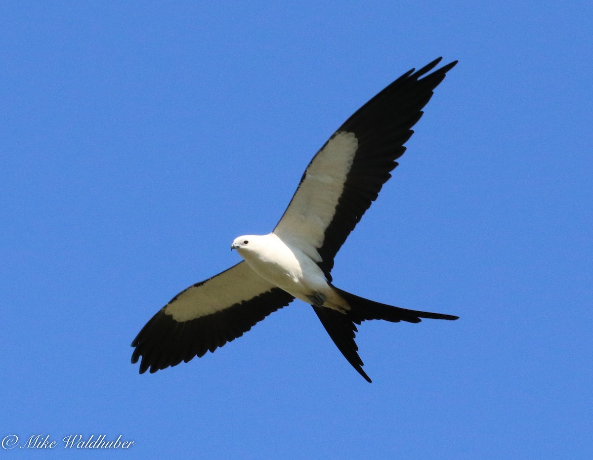 Swallow-tailed Kite - Mike Waldhuber