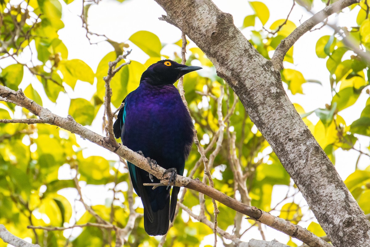Purple Starling - graichen & recer