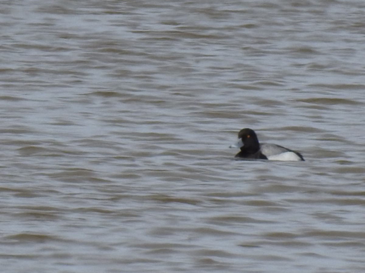 Greater Scaup - ML153264311