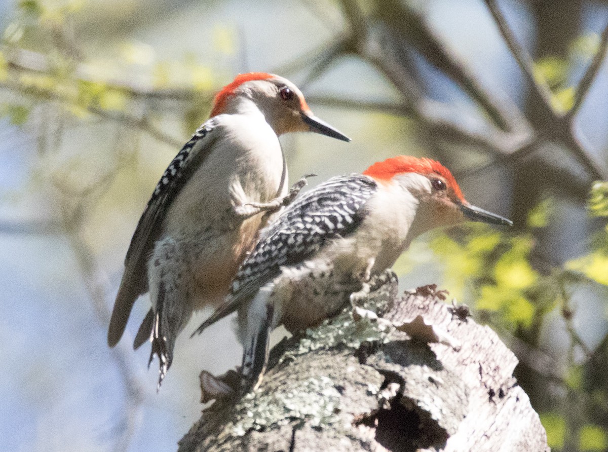 Red-bellied Woodpecker - Jim Grieshaber