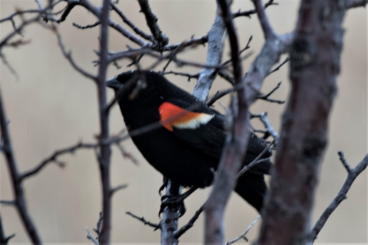 Red-winged Blackbird - Estela Quintero-Weldon