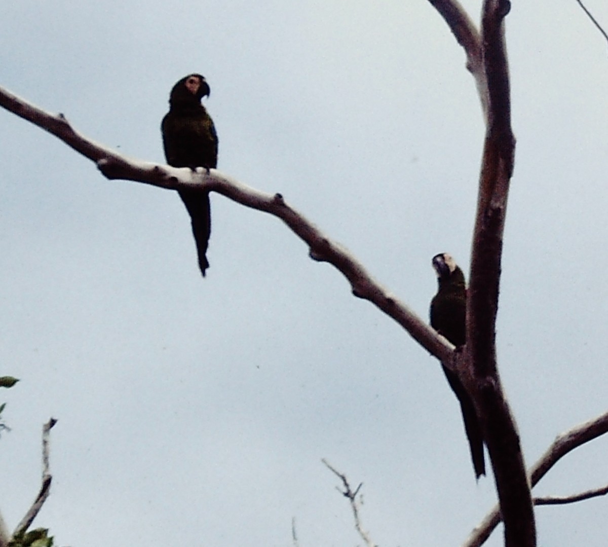 Chestnut-fronted Macaw - ML153264711