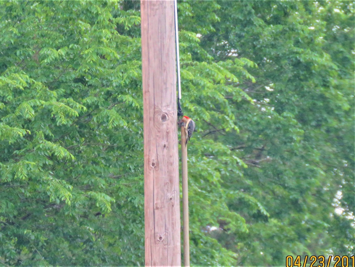 Red-bellied Woodpecker - ML153264861