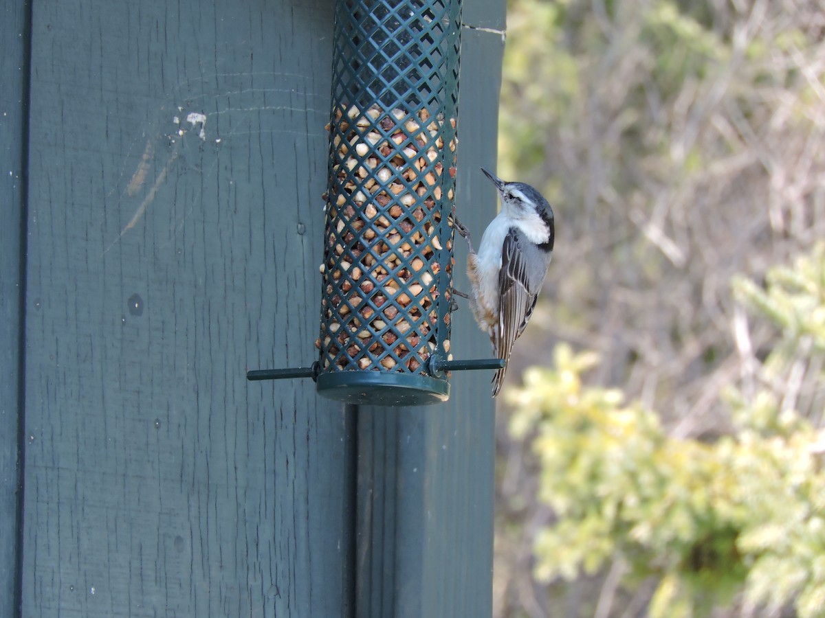 White-breasted Nuthatch - ML153265291
