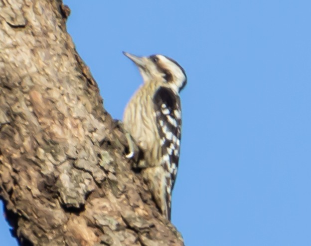 Gray-capped Pygmy Woodpecker - Mukul Aggarwal
