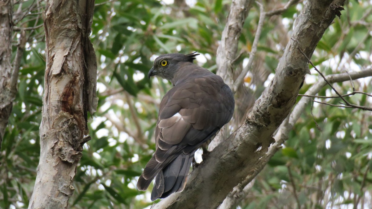 Pacific Baza - U3A Bird Group Two