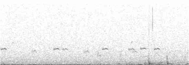 小水鴨(carolinensis) - ML153269191