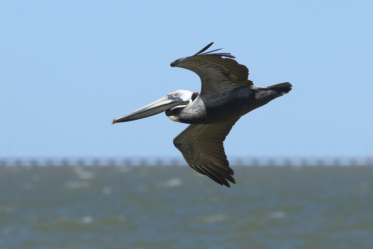 Brown Pelican - Ken Oeser