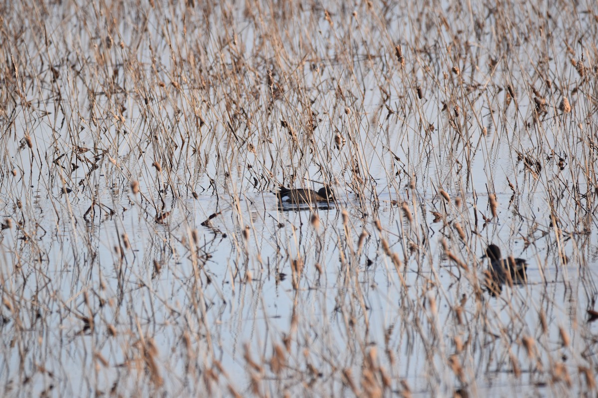 Blue-winged Teal - Ryne Rutherford