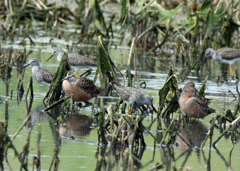 Long-billed Dowitcher - Jack and Shirley Foreman