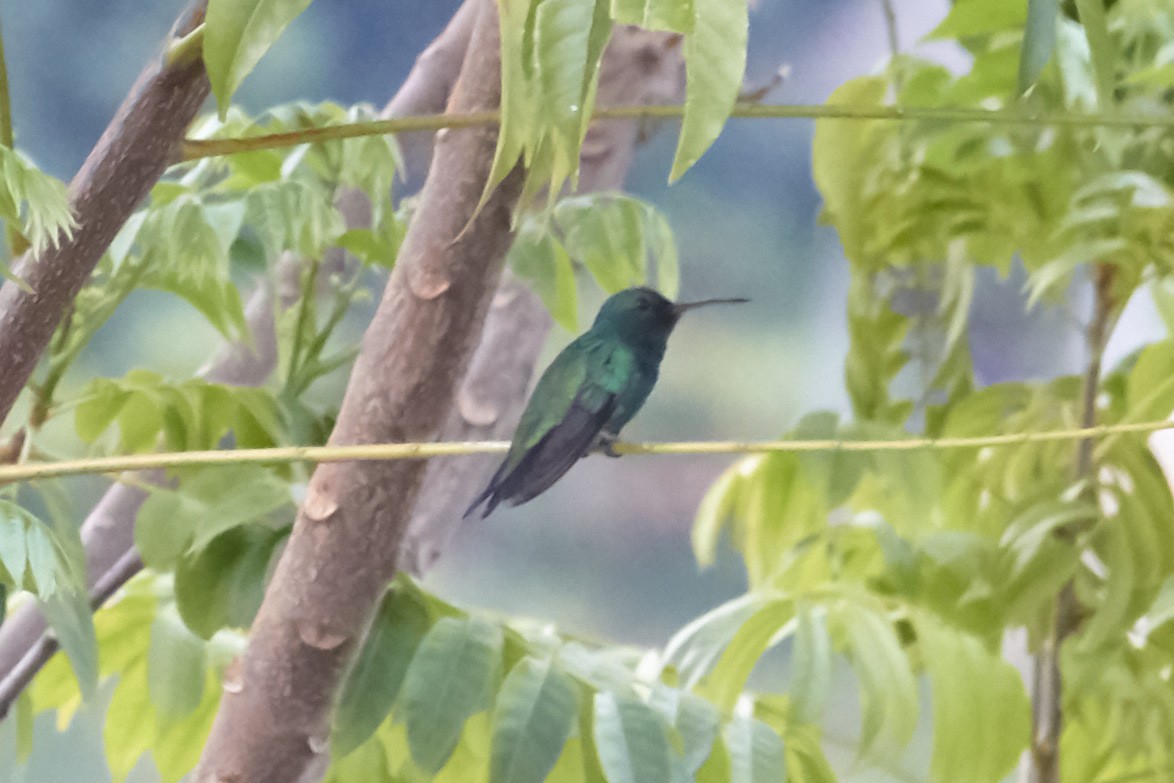 Shining-green Hummingbird - Sergio Castro Díaz