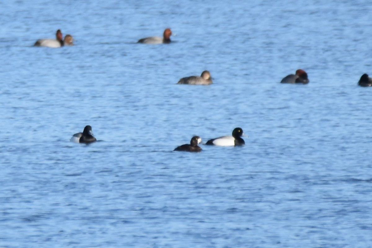 Greater Scaup - ML153271431