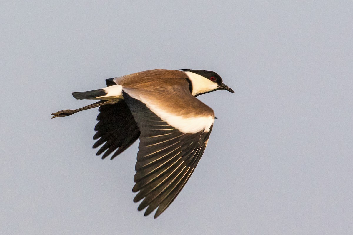 Spur-winged Lapwing - graichen & recer