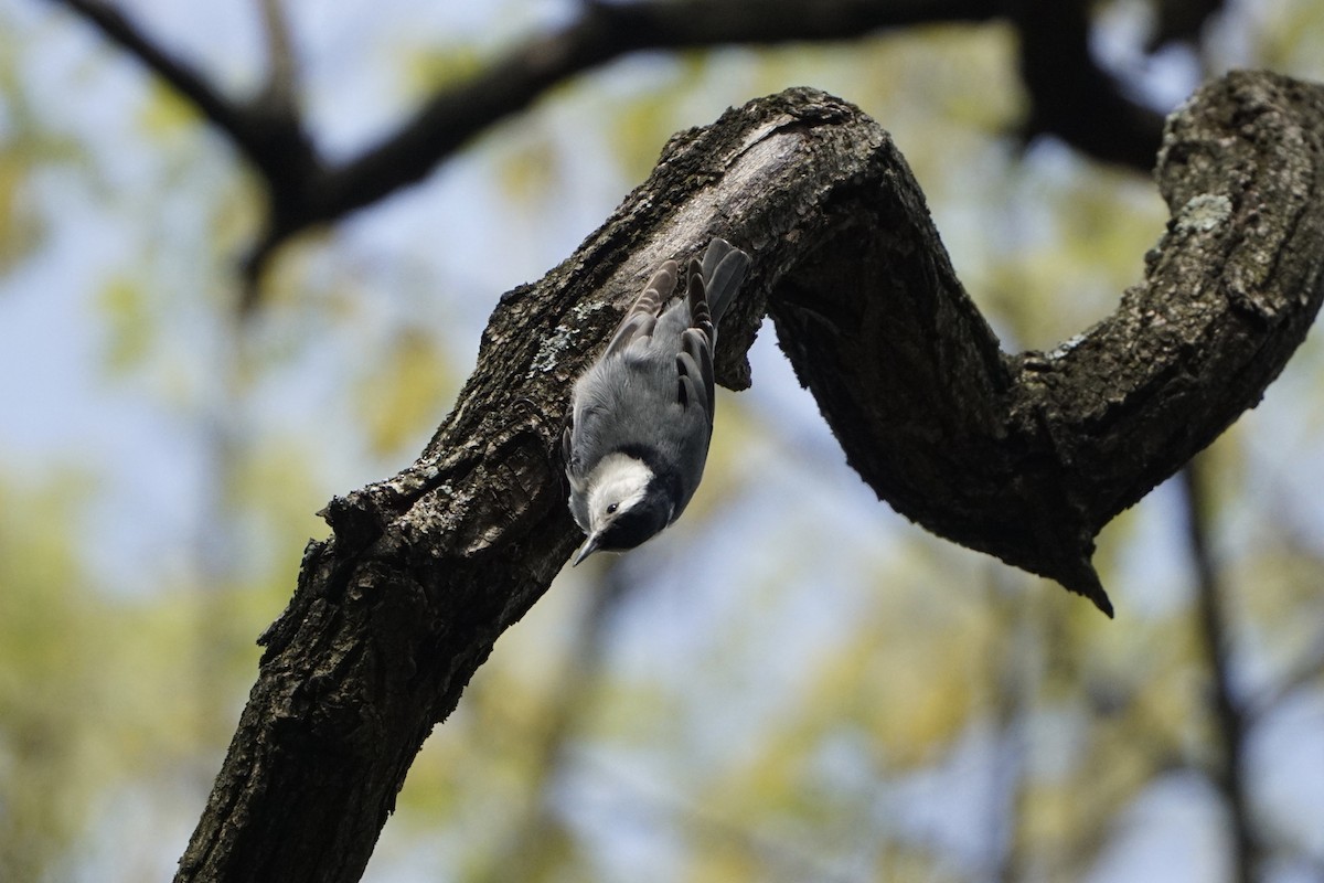 White-breasted Nuthatch - ML153272461
