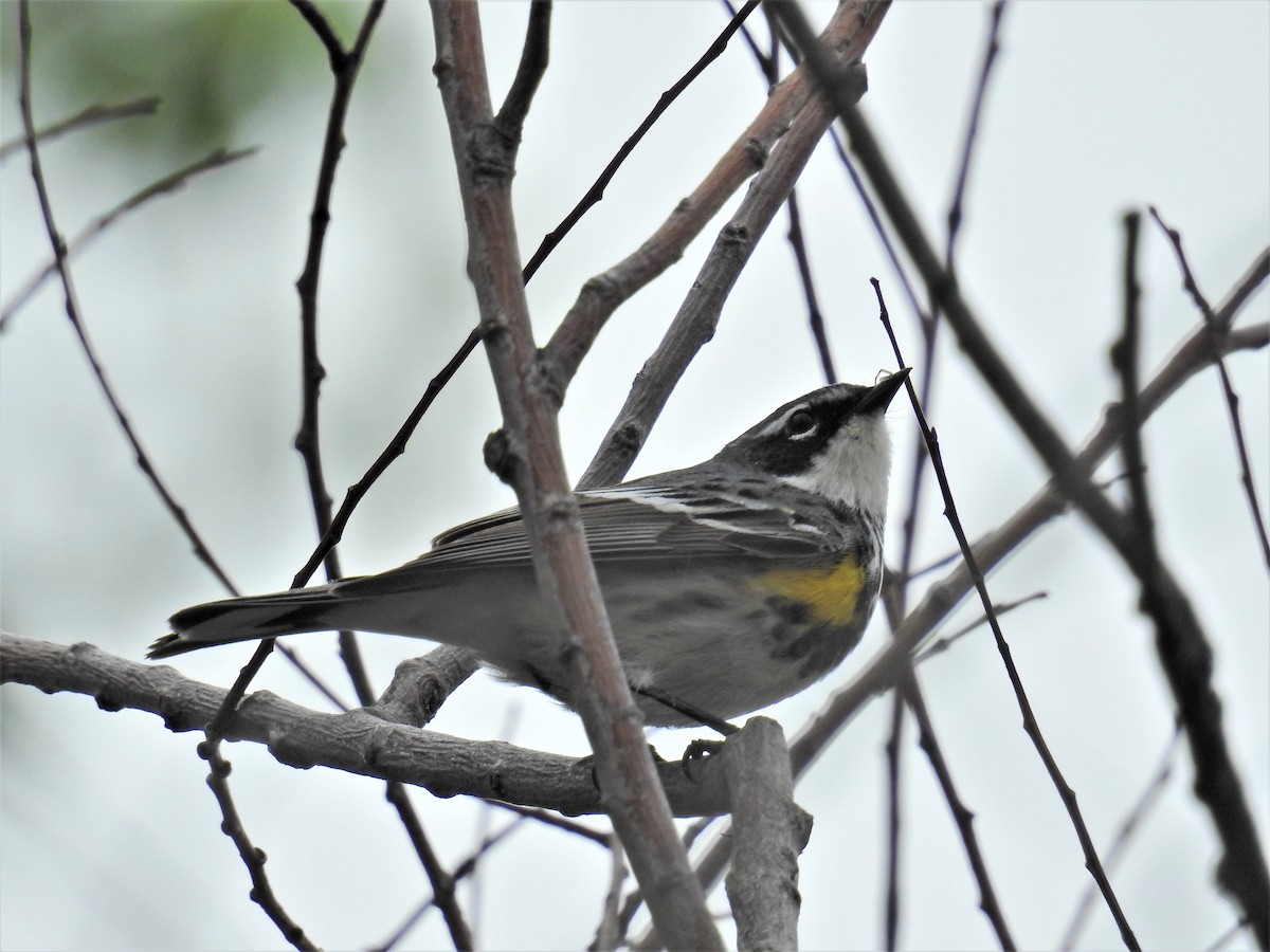 Yellow-rumped Warbler (Myrtle) - Tina Toth