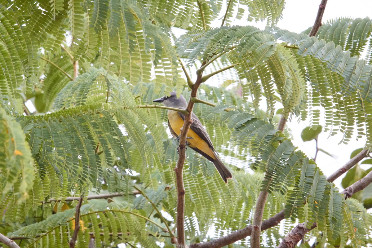 Tropical Kingbird - Sergio Castro Díaz