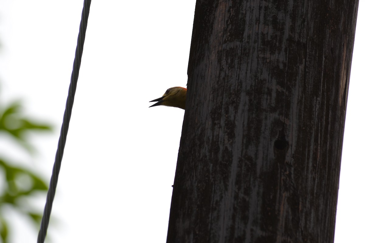 Golden-naped Woodpecker - ML153273431