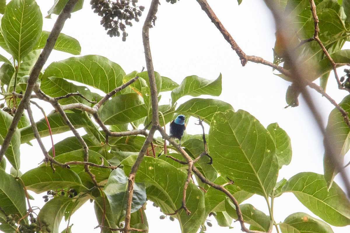 Blue-necked Tanager - ML153273761