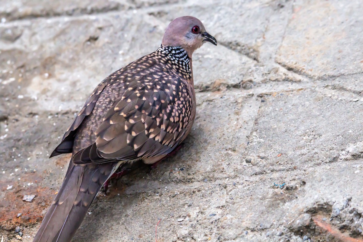 Spotted Dove - Mukul Aggarwal