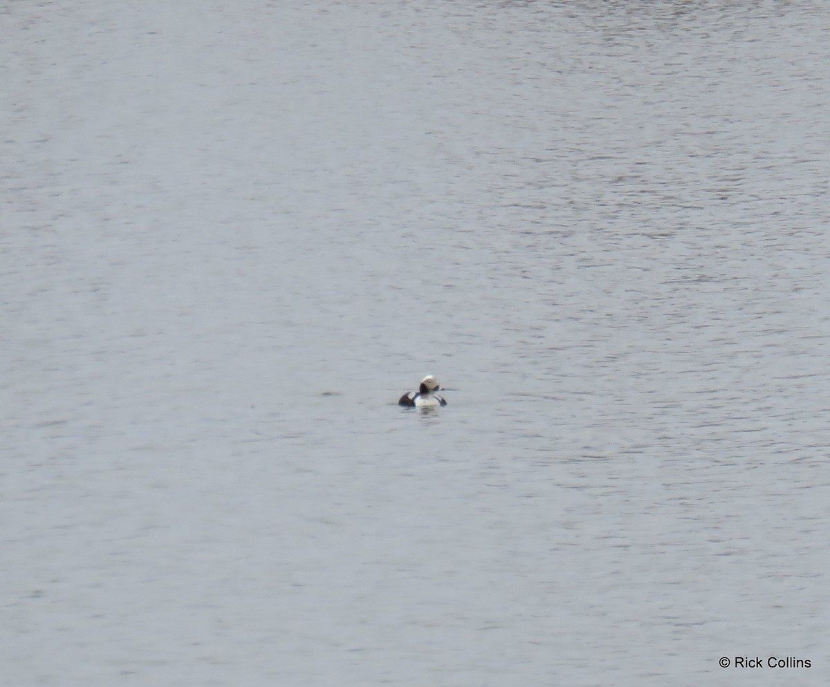Long-tailed Duck - Rick Collins