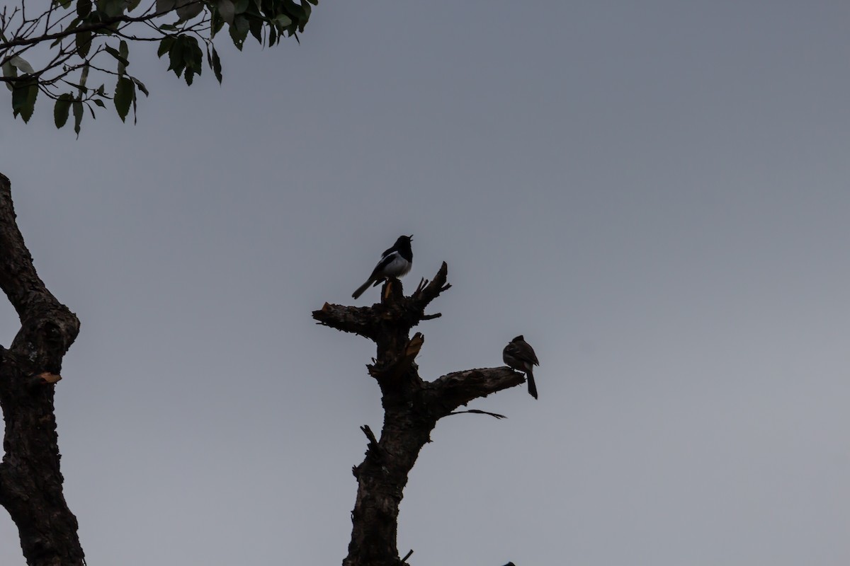 Oriental Magpie-Robin - Mukul Aggarwal