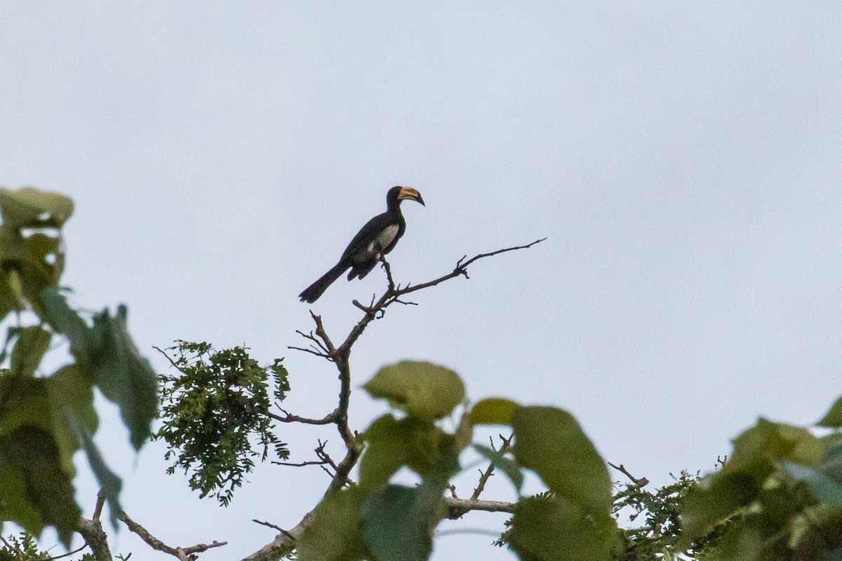 West African Pied Hornbill - graichen & recer