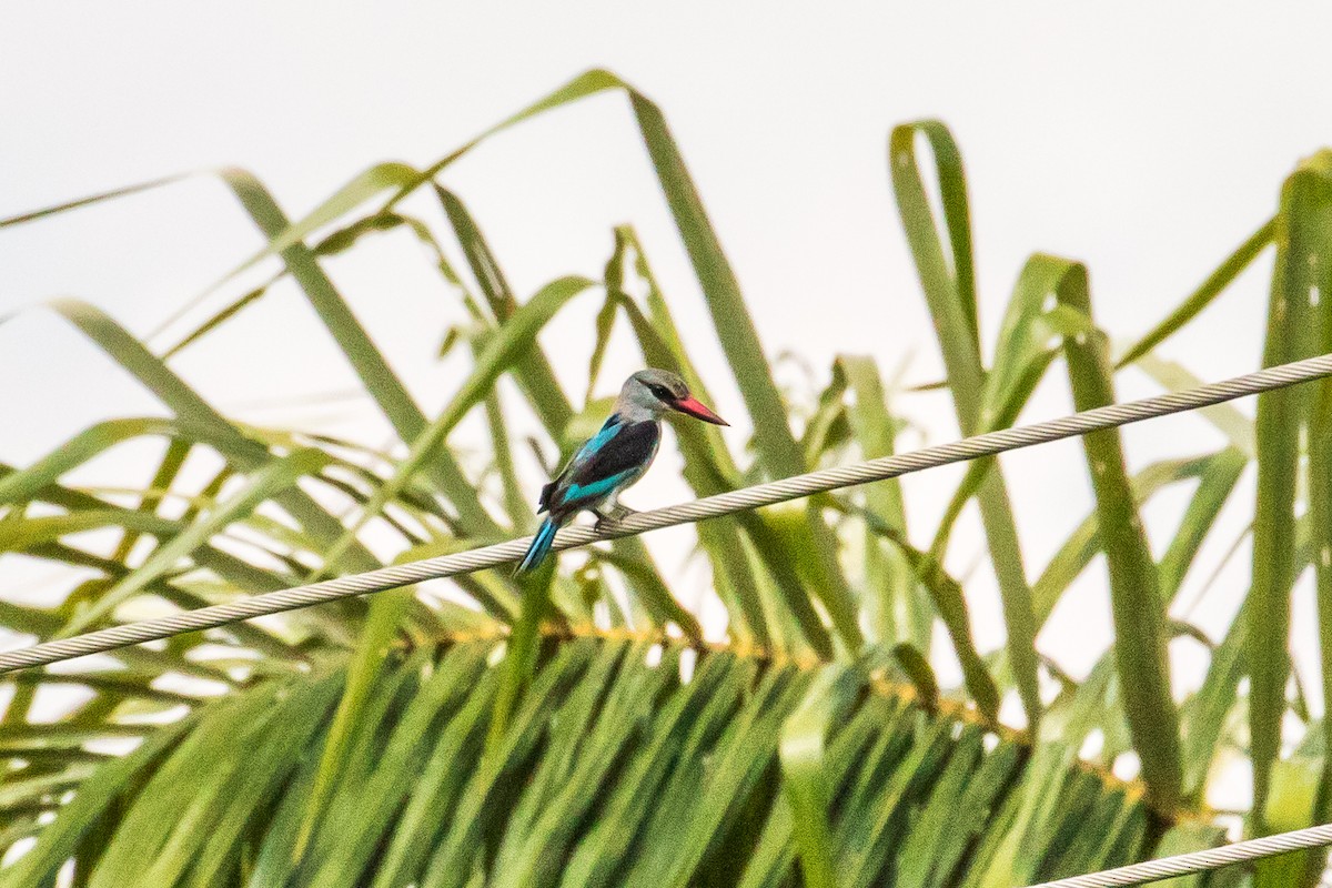 Woodland Kingfisher - graichen & recer