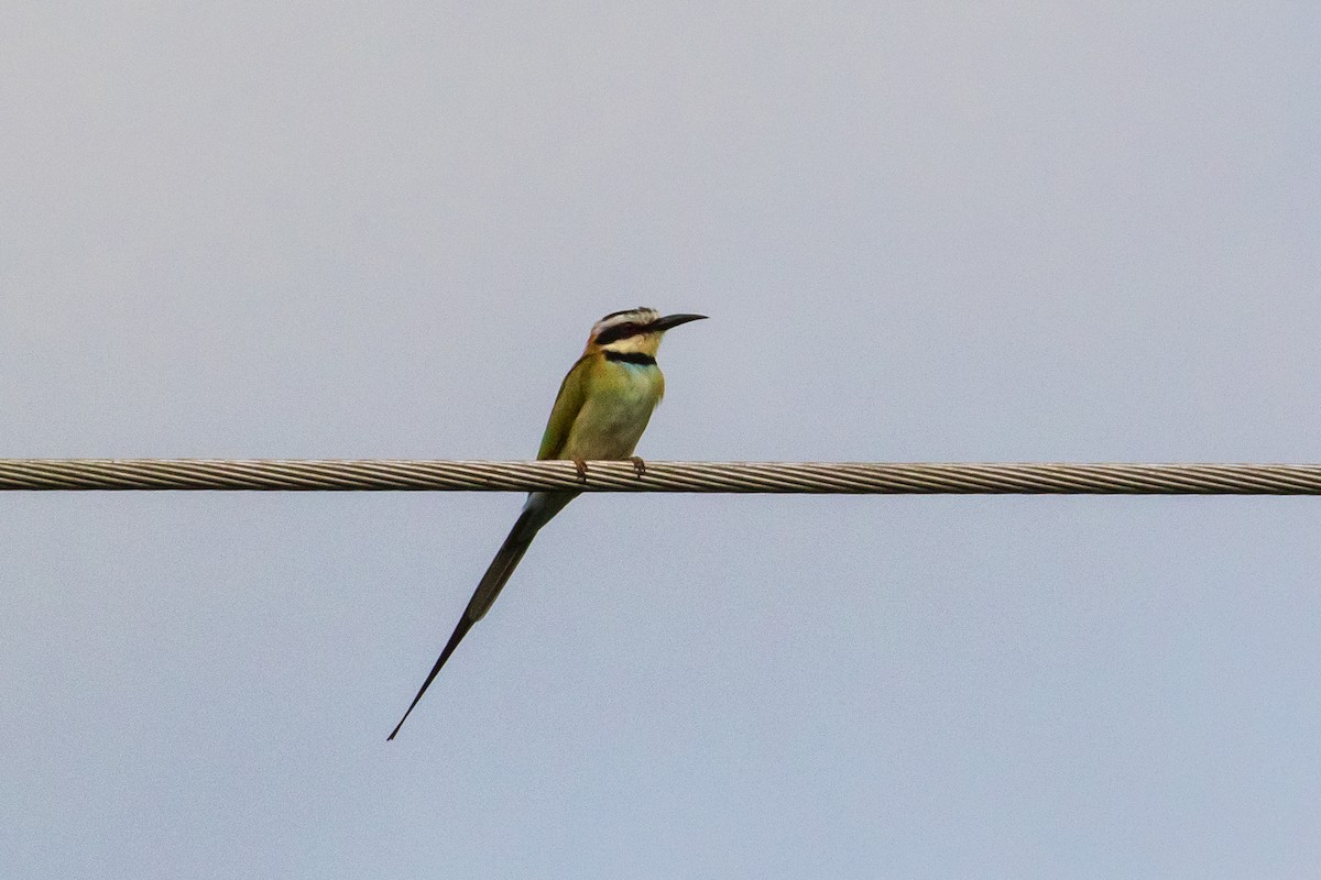 White-throated Bee-eater - graichen & recer