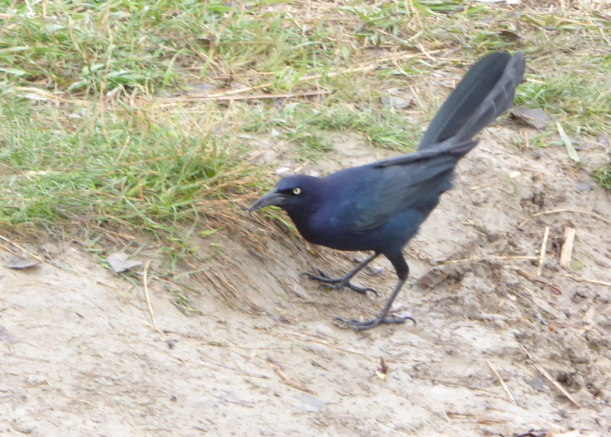 Great-tailed Grackle - Gerald "Jerry" Baines