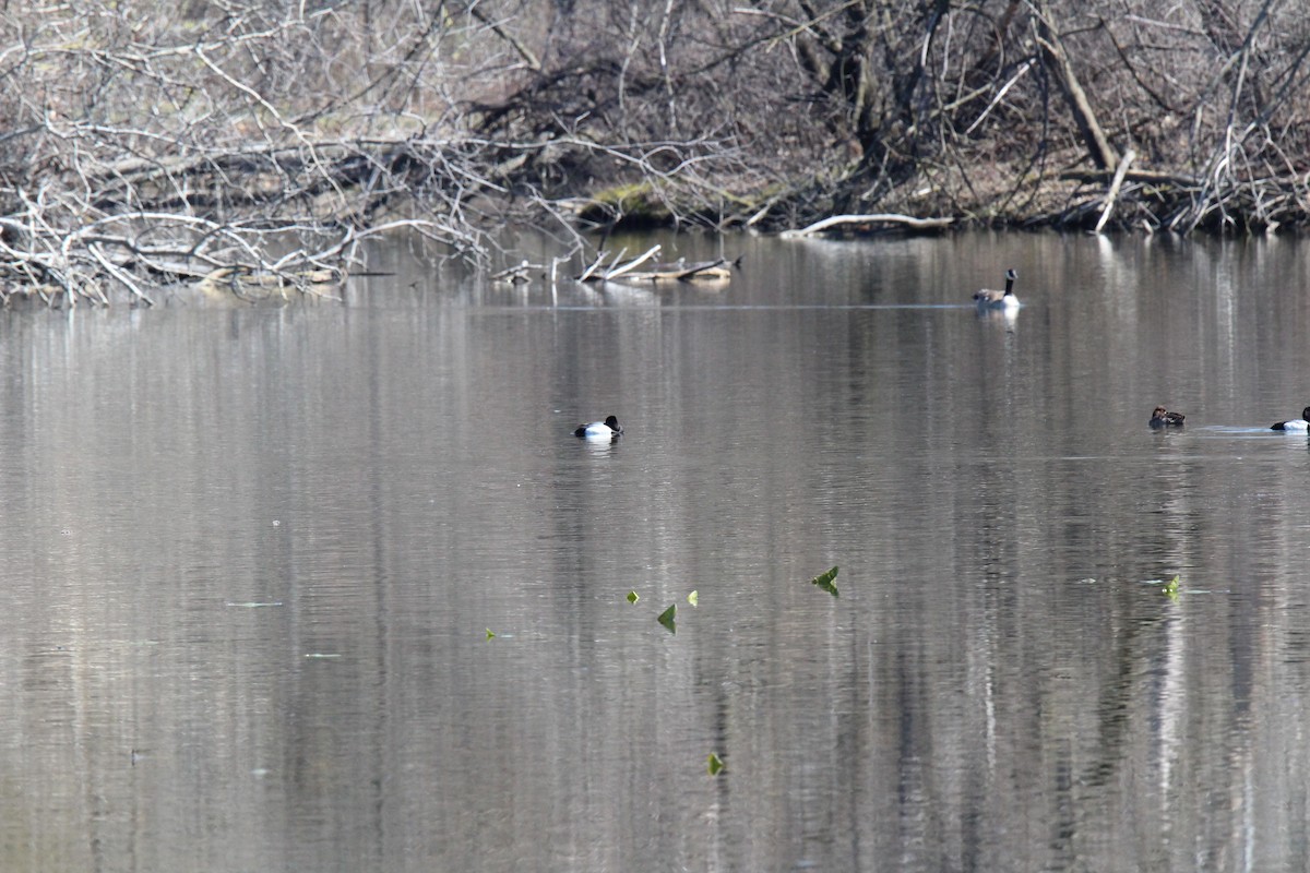 Greater Scaup - ML153275991