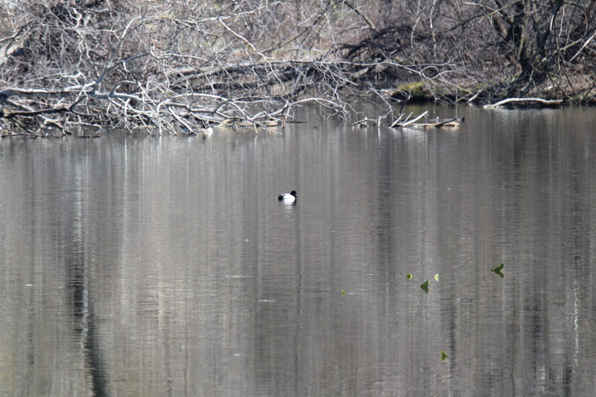 Greater Scaup - ML153276031