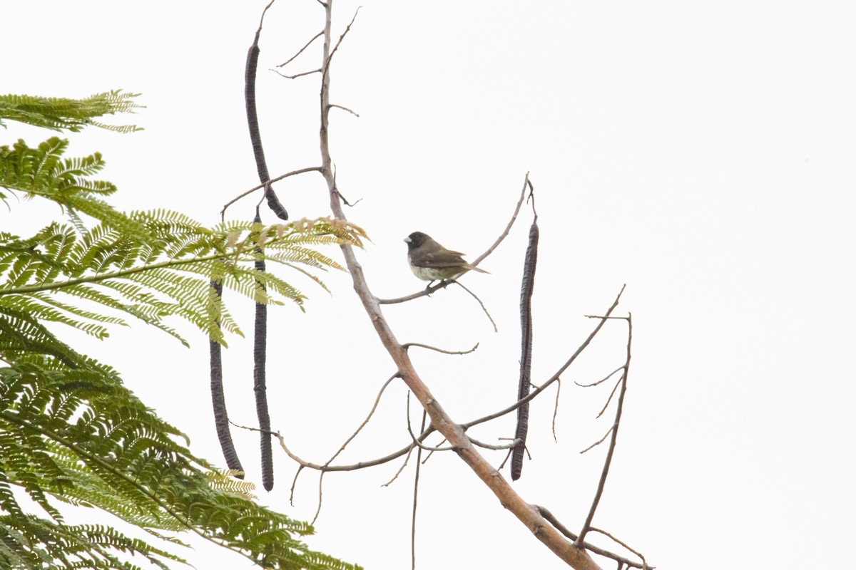 Yellow-bellied Seedeater - Sergio Castro Díaz