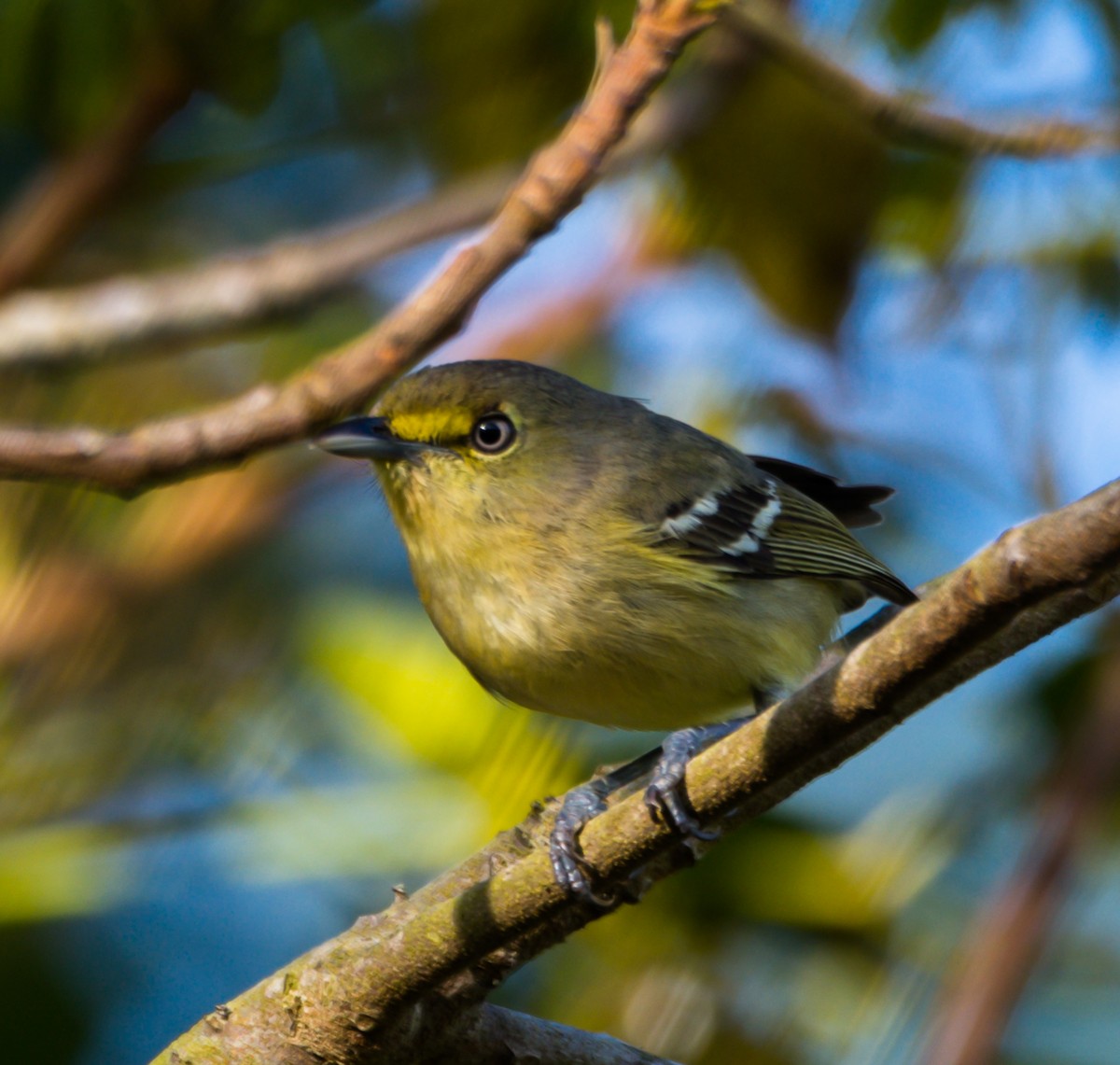 Thick-billed Vireo - ML153277901
