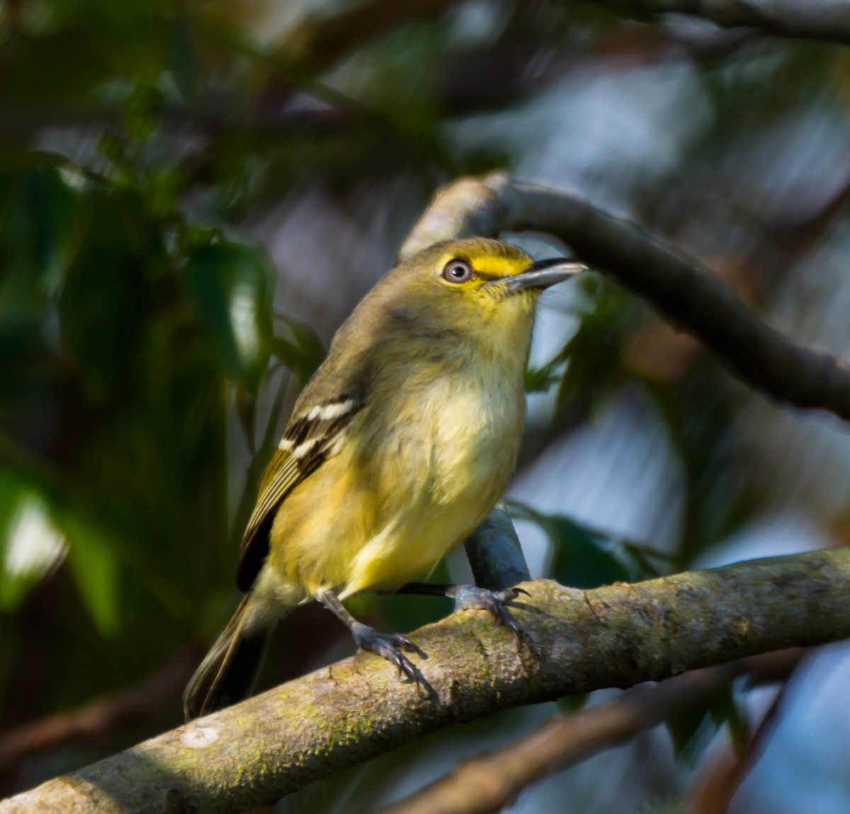 Thick-billed Vireo - ML153277921