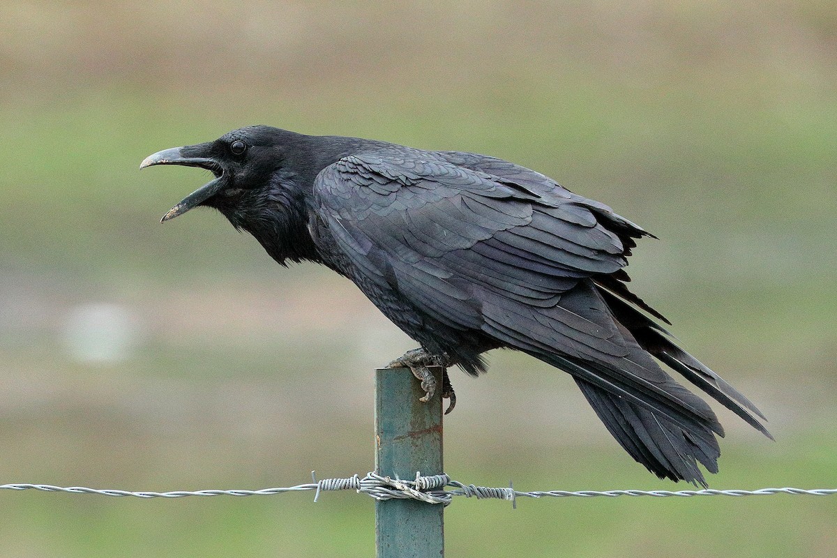Common Raven - Bob Walker