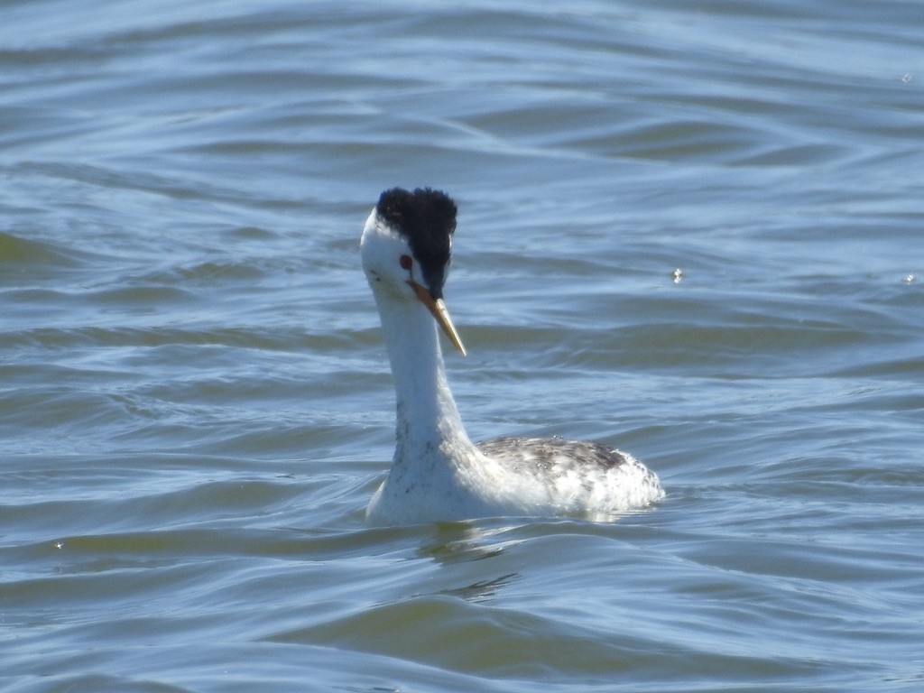Clark's Grebe - Mike Coulson