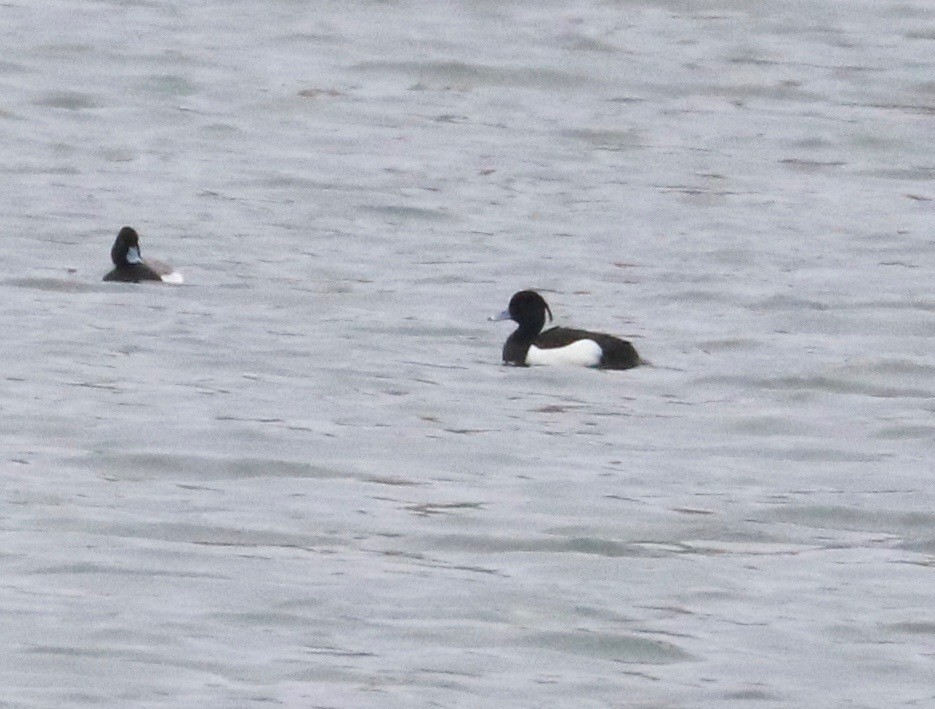 Tufted Duck - ML153279551