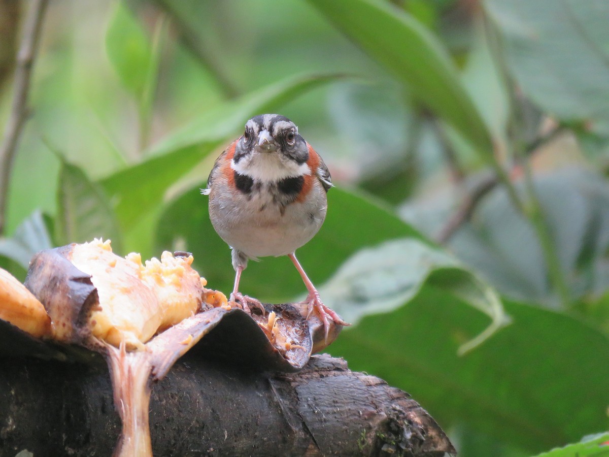 Rufous-collared Sparrow - ML153280301
