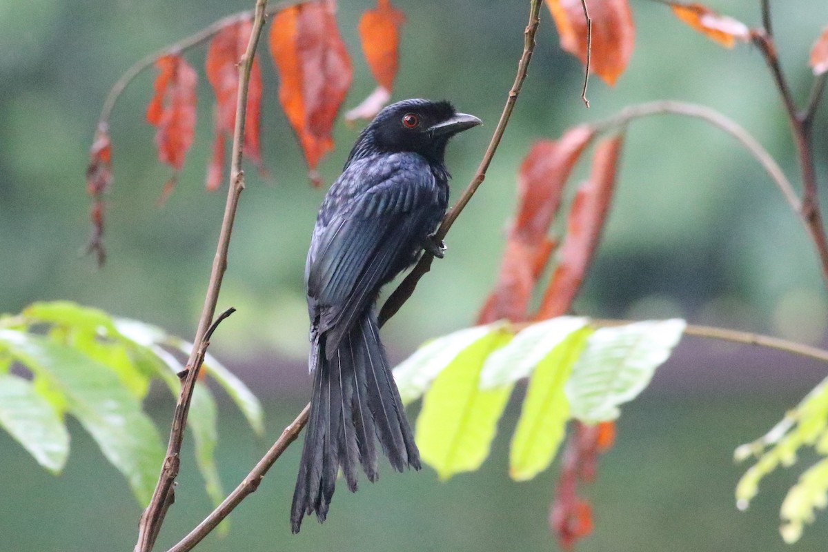 Greater Racket-tailed Drongo - Fadzrun A.