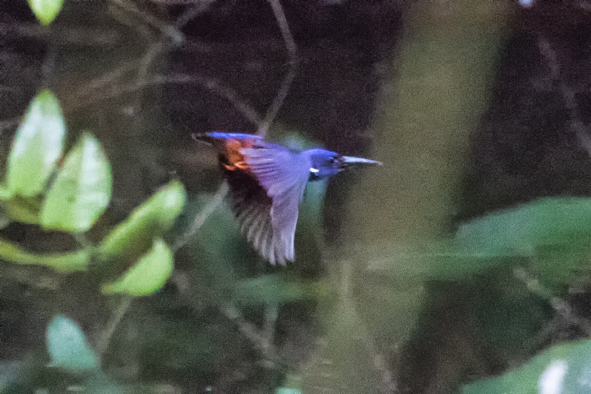 Shining-blue Kingfisher - graichen & recer