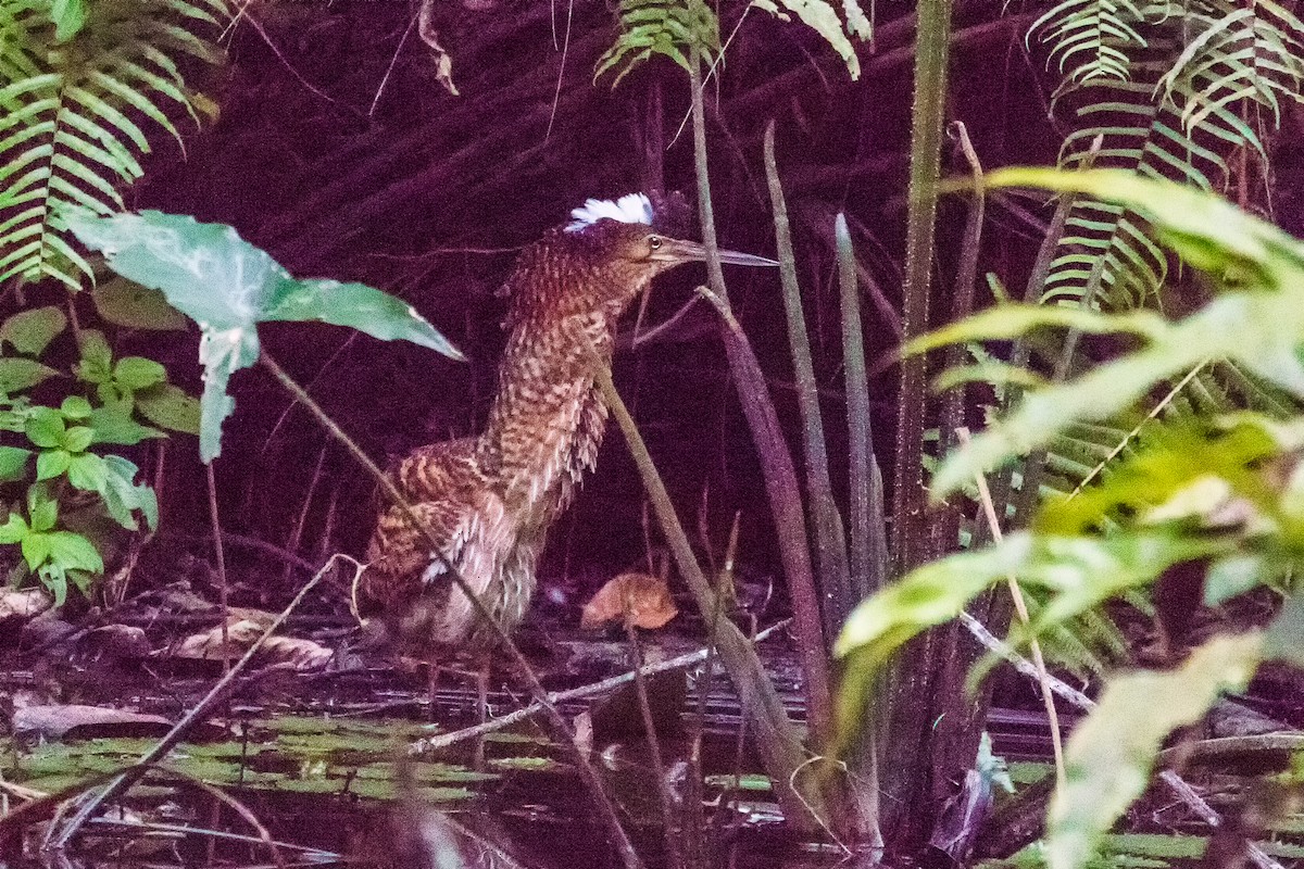 White-crested Tiger-Heron - ML153281621