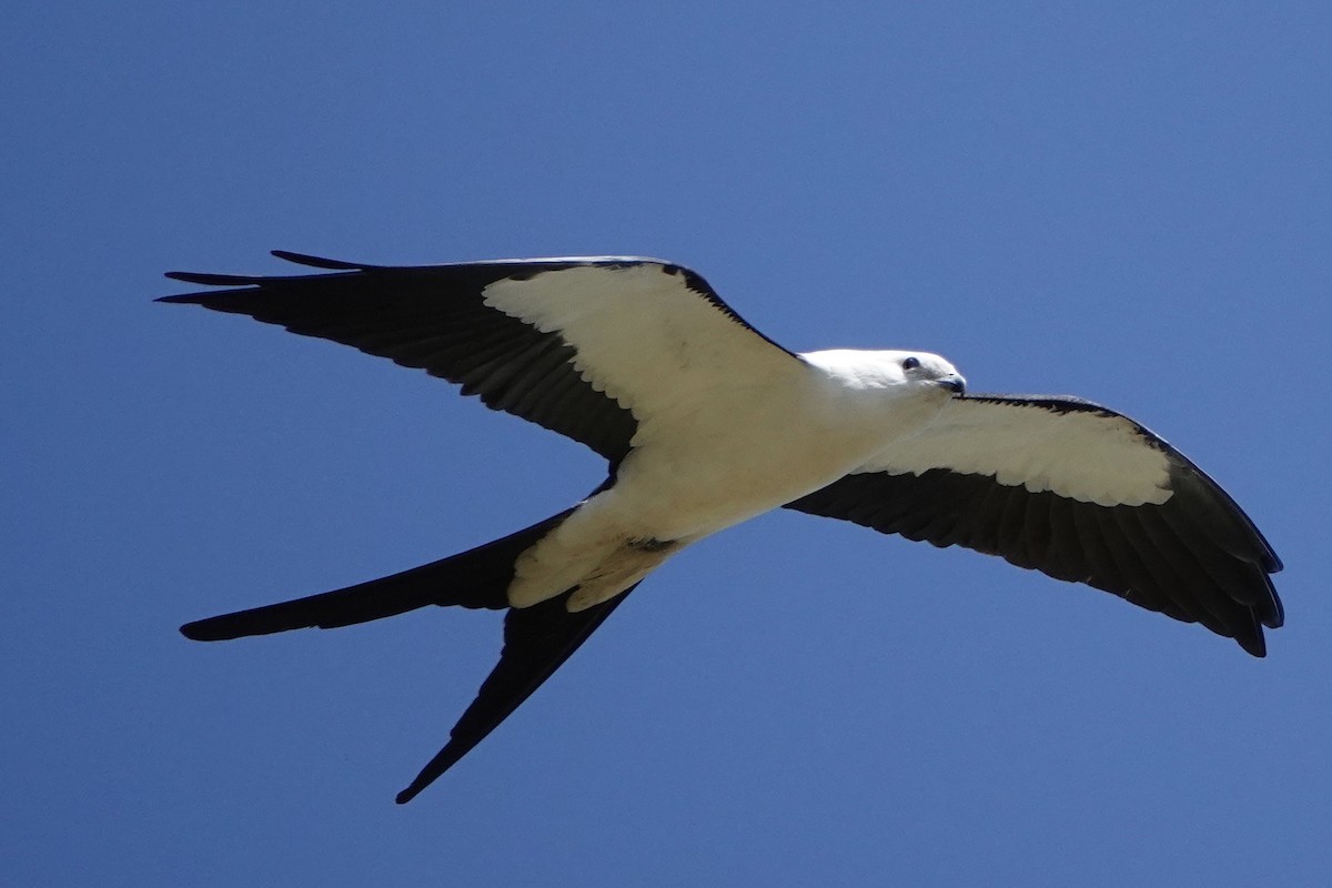 Swallow-tailed Kite - ML153281931