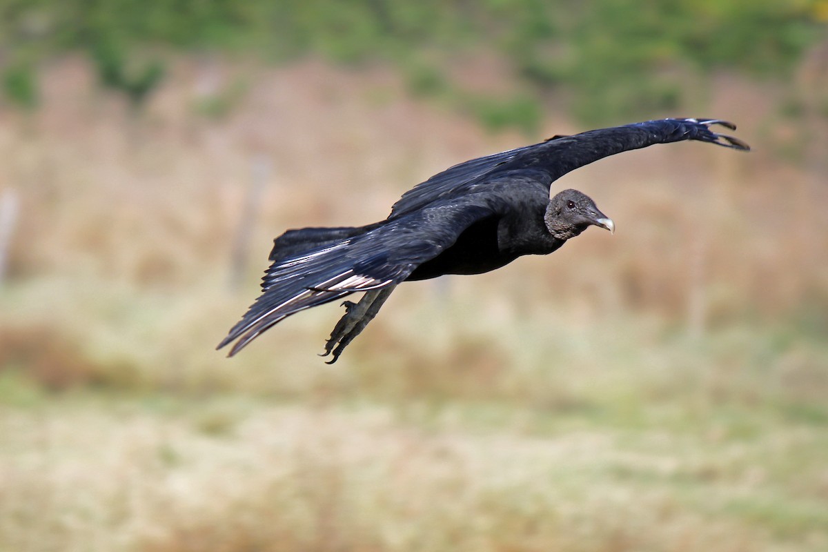 Black Vulture - D Ross Fisher