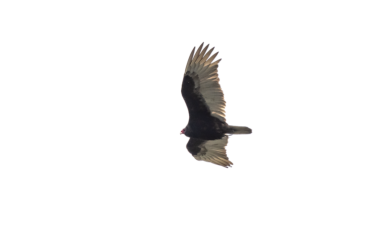 Turkey Vulture - David Badke