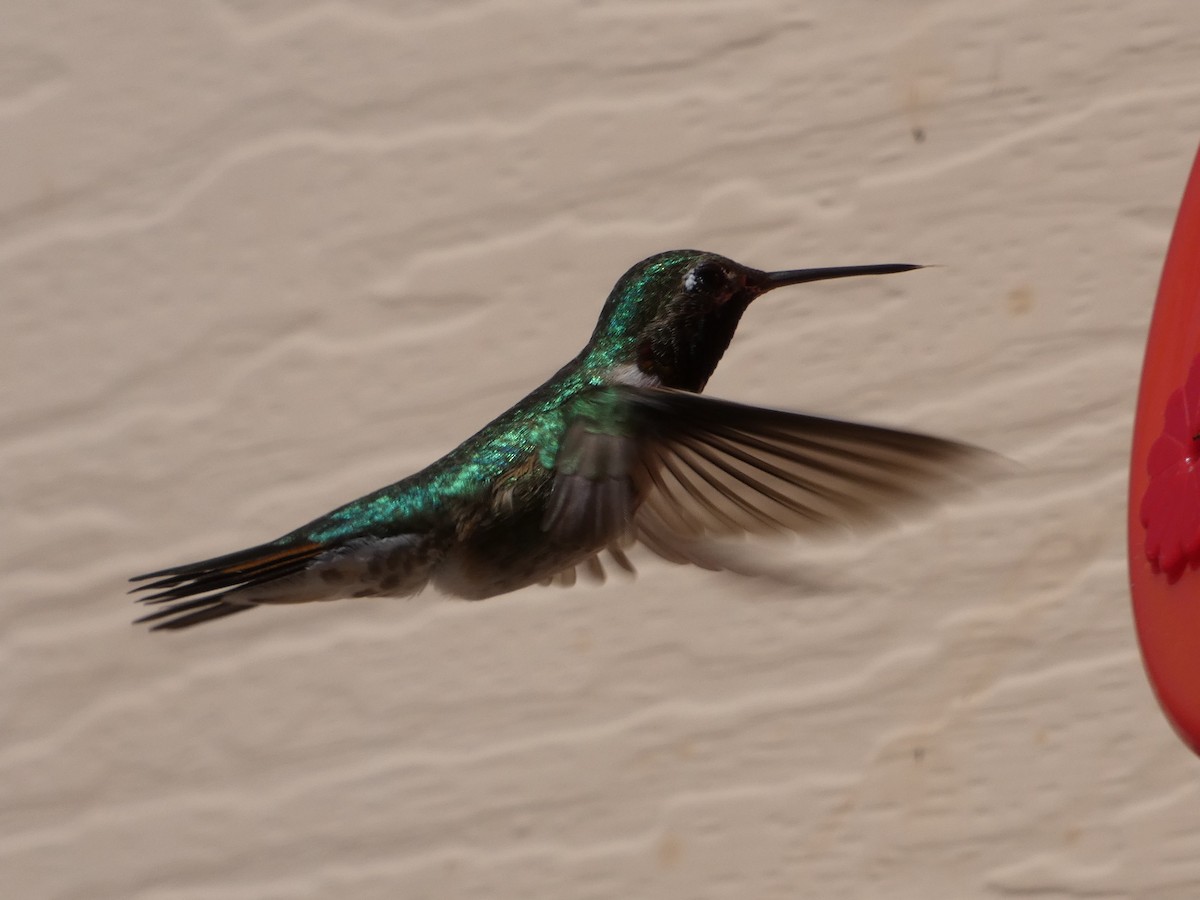 Black-chinned Hummingbird - ML153283771