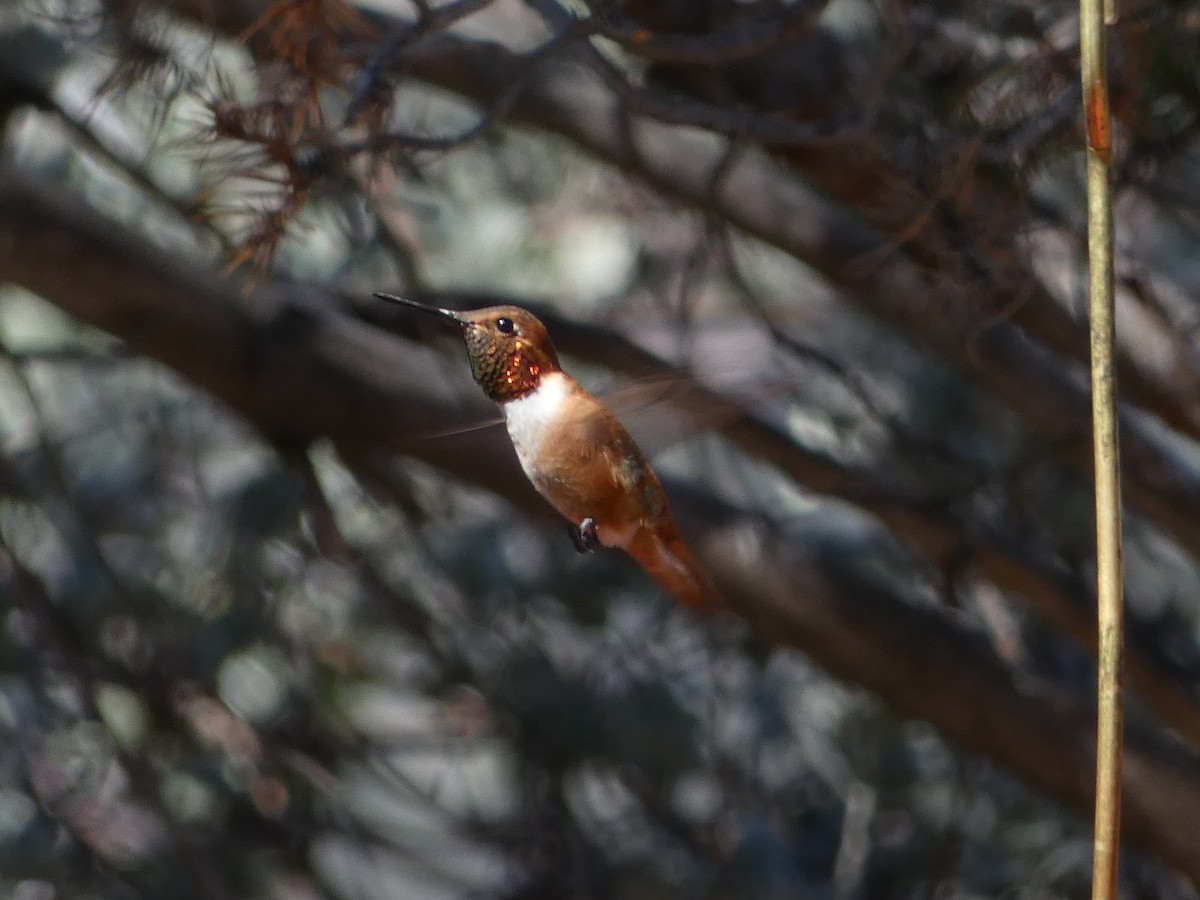 Rufous Hummingbird - Jim Lind