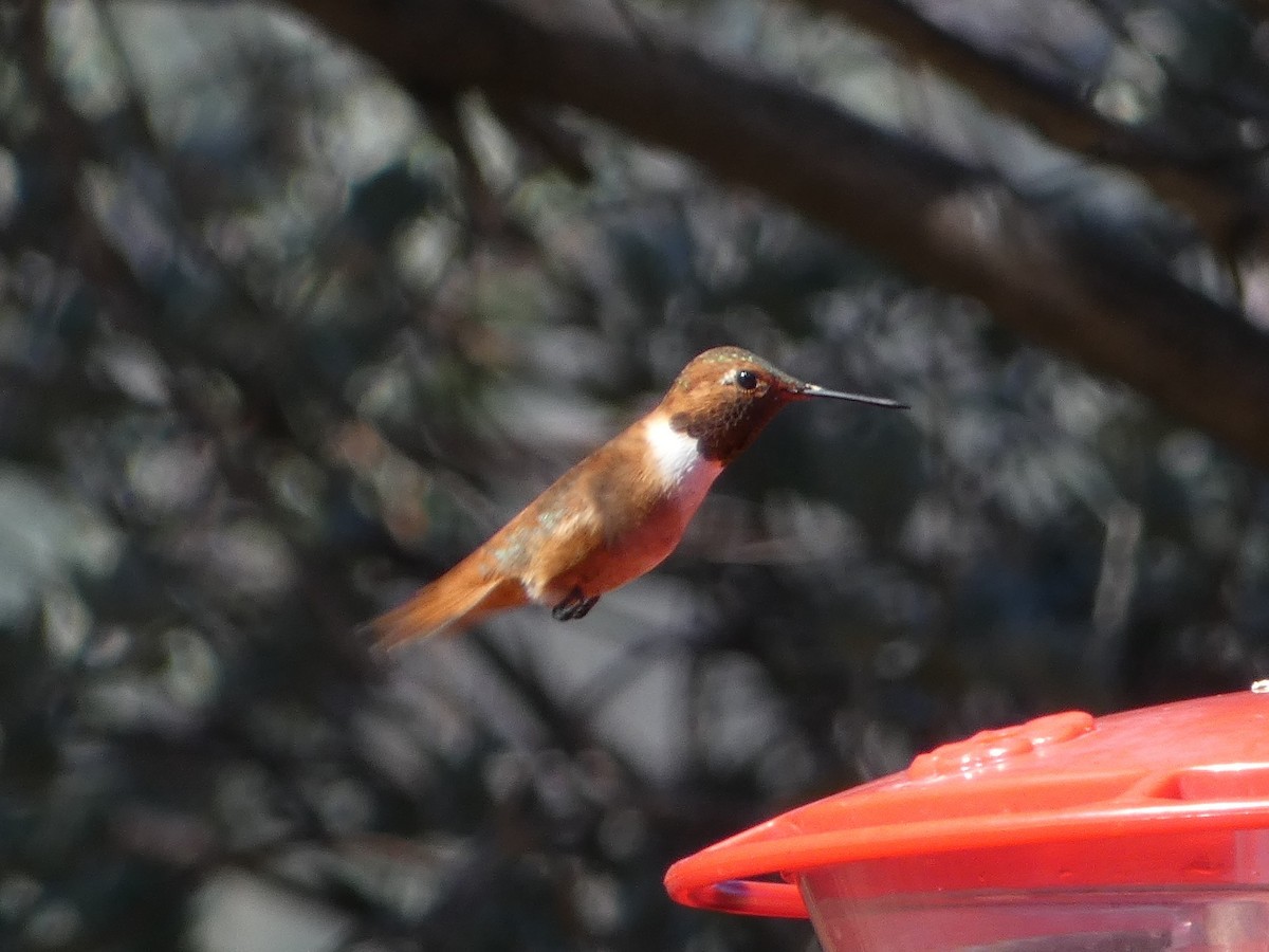 Rufous Hummingbird - Jim Lind
