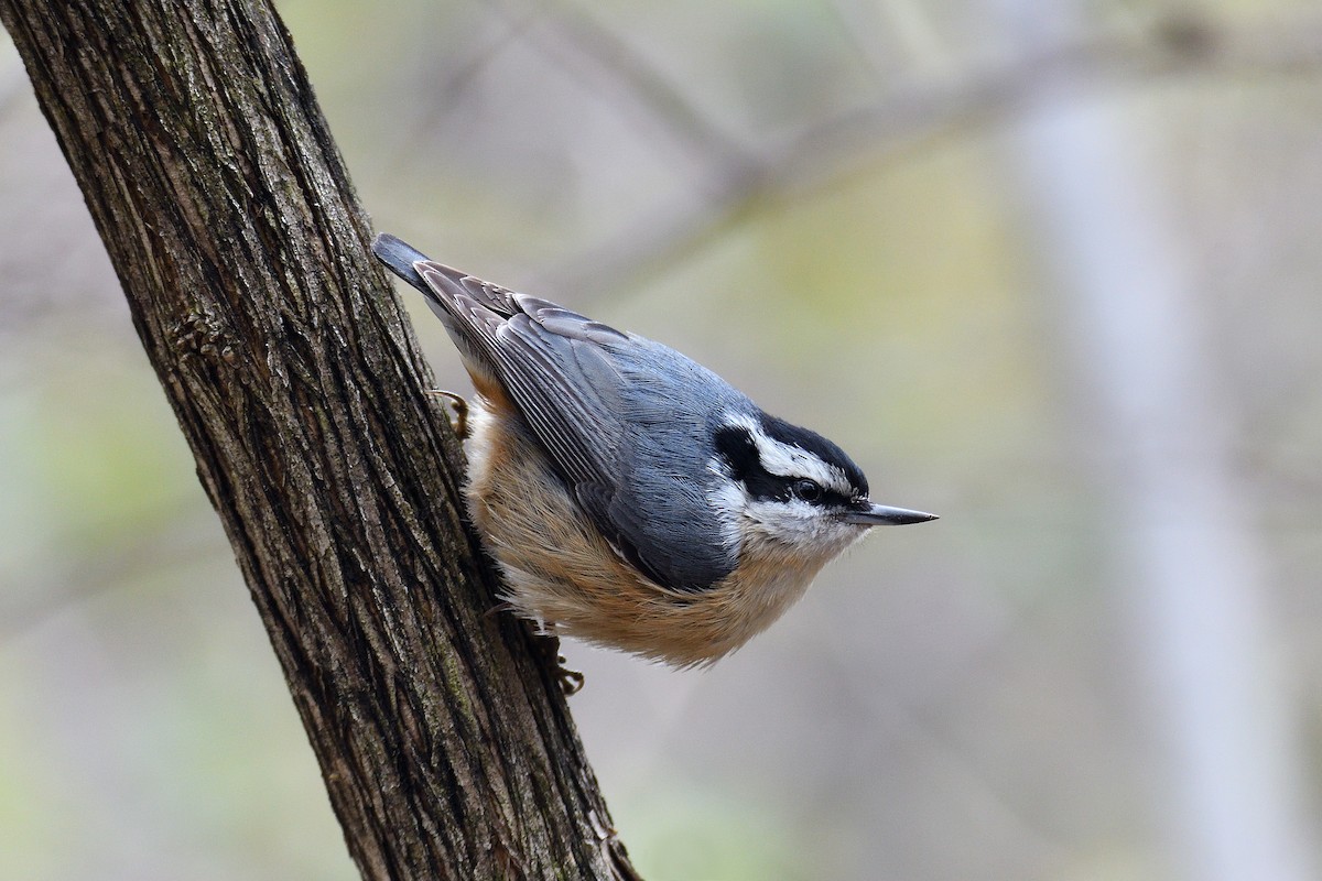 Red-breasted Nuthatch - ML153284171